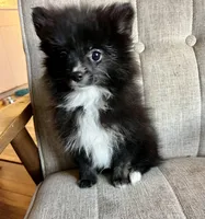 Bowie, a male Pomeranian for sale in Los Angeles, CA – Photo 3 of 3