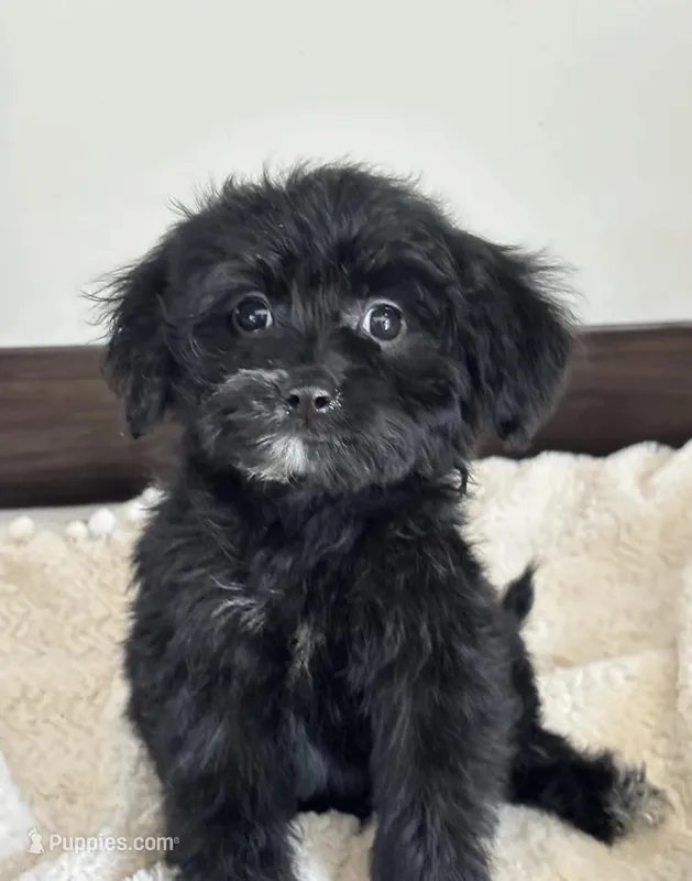 Ebony, a female Miniature Goldendoodle for sale in Los Angeles, CA – 1 of 1