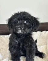 Ebony, a female Miniature Goldendoodle for sale in Los Angeles, CA – 1 of 1