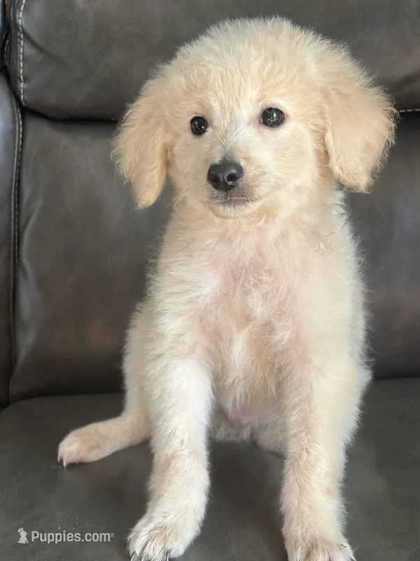 Peanut – Miniature Goldendoodle puppy for sale in Los Angeles, CA
