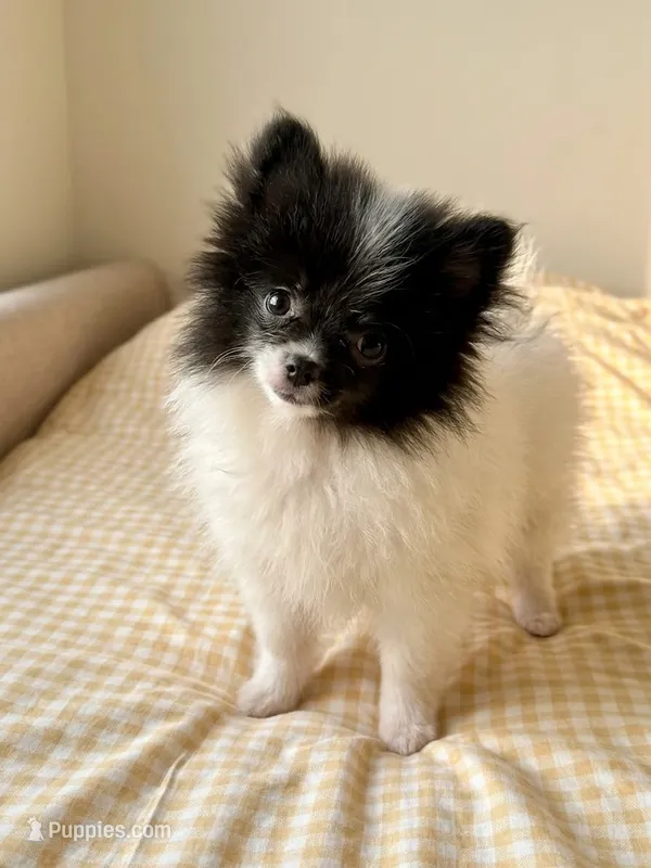 Charles – Pomeranian puppy for sale in Santa Clarita, CA