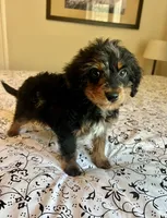 Bruno, a male Poodle - Miniature  and Miniature Aussiedoodle for sale in Los Angeles, CA – 1 of 1