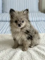 Penelope, a female Pomeranian for sale in Santa Clarita, CA – 1 of 1