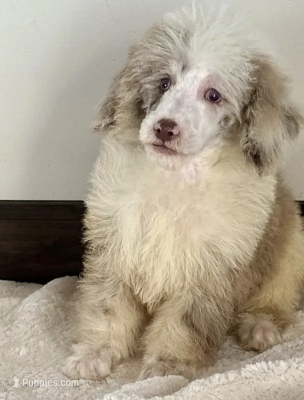 Buddy – Poodle - Miniature  puppy for sale in Los Angeles, CA