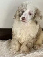 Buddy, a male Poodle - Miniature  for sale in Los Angeles, CA – 1 of 1