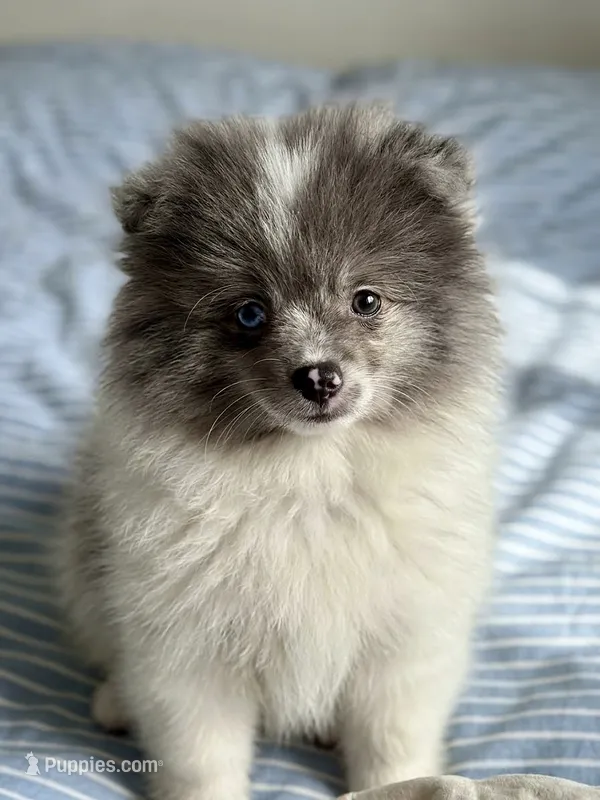Mikey – Pomeranian puppy for sale in Santa Clarita, CA