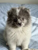 Mikey, a male Pomeranian for sale in Santa Clarita, CA – 1 of 1