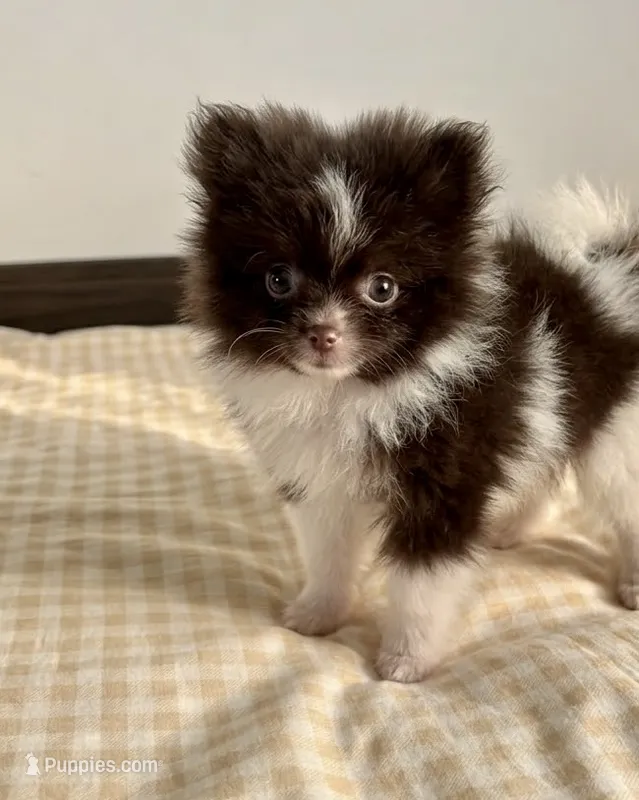 Marco – Pomeranian puppy for sale in Santa Clarita, CA