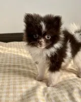 Marco, a male Pomeranian for sale in Santa Clarita, CA – 1 of 1