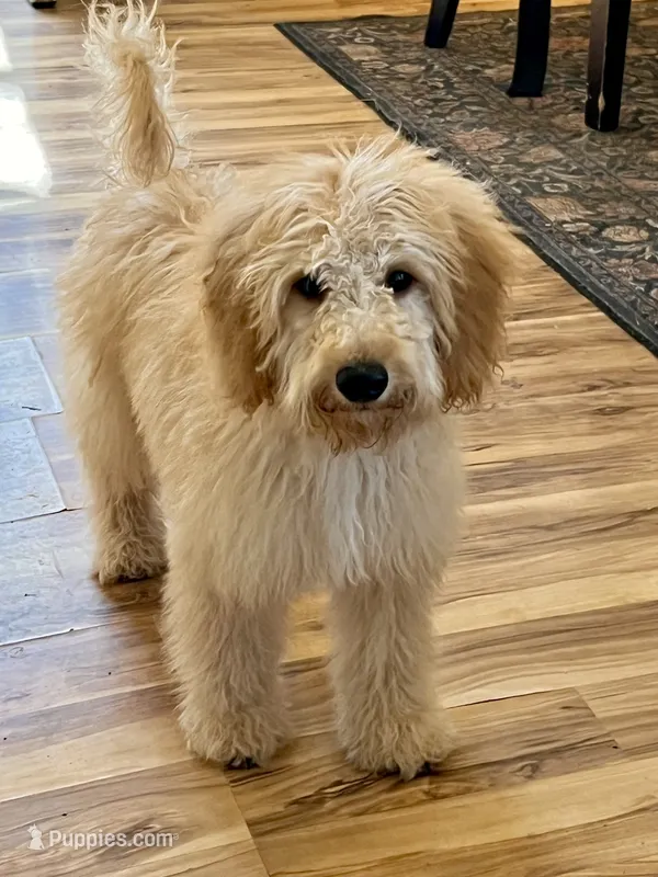 Prince  – Poodle - Miniature , Miniature Aussiedoodle puppy for sale in Los Angeles, CA