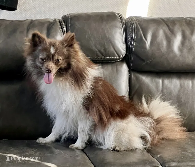 Chachi – Pomeranian puppy for sale in Los Angeles, CA