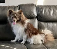 Chachi, a male Pomeranian for sale in Los Angeles, CA – 1 of 1