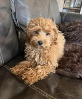 Belle, a female Maltipoo for sale in Los Angeles, CA – 2 of 2