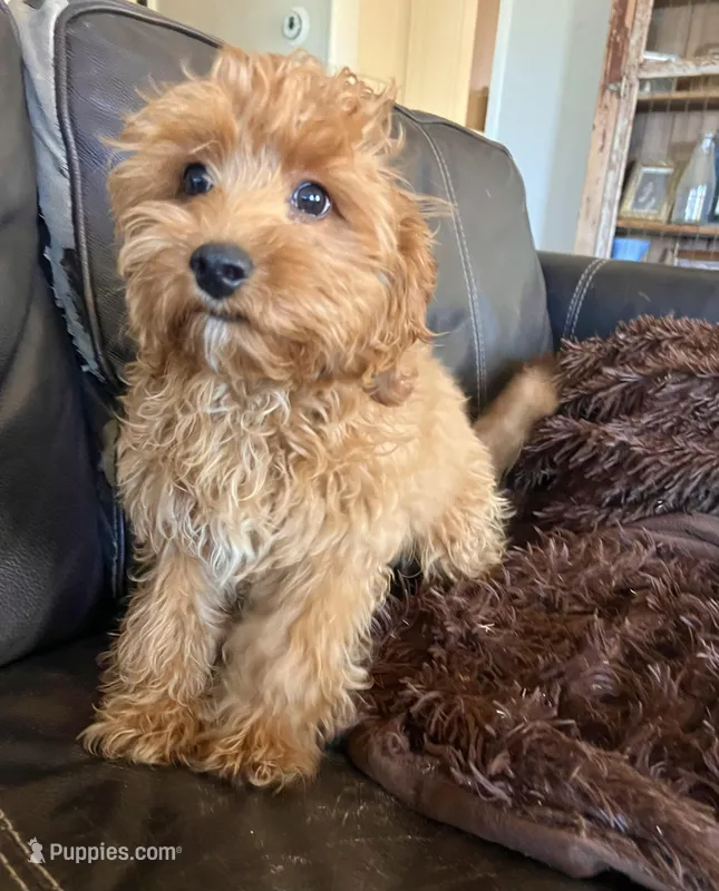 Belle – Maltipoo puppy for sale in Los Angeles, CA
