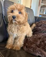 Belle, a female Maltipoo for sale in Los Angeles, CA – 1 of 2