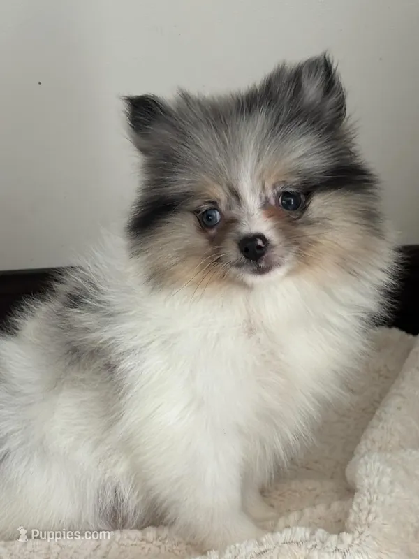 Abigail – Pomeranian puppy for sale in Los Angeles, CA