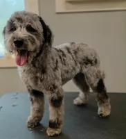 Maddie, a female Miniature Goldendoodle for sale in Los Angeles, CA – Photo 2 of 3