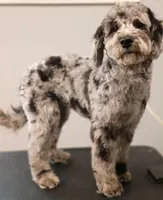 Maddie, a female Miniature Goldendoodle for sale in Los Angeles, CA – Photo 1 of 3