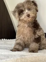 Nessa, a female Miniature Goldendoodle for sale in Los Angeles, CA – Photo 1 of 2