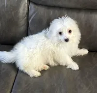 Chinook, a male Maltipoo for sale in Los Angeles, CA – Photo 2 of 3