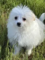 Chinook, a male Maltipoo for sale in Los Angeles, CA – Photo 1 of 3