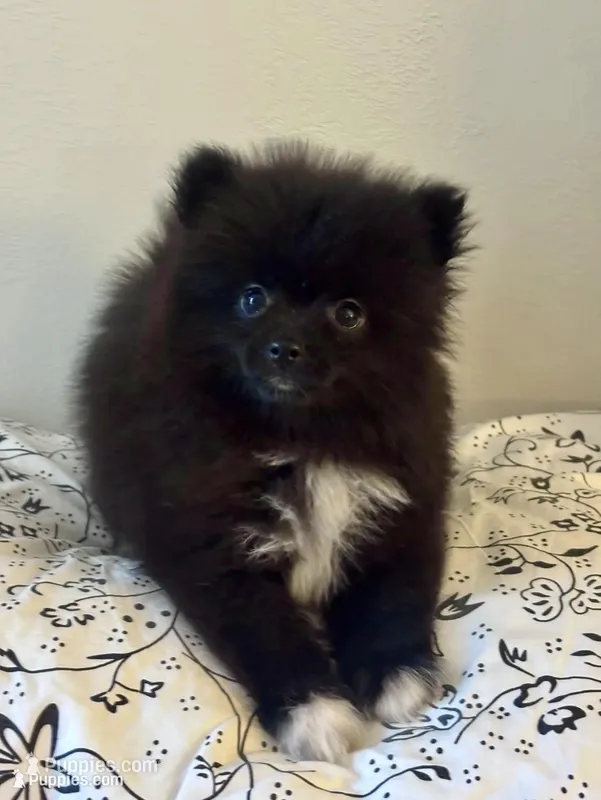 Bear, a male Pomeranian for sale in Los Angeles, CA – Photo 1 of 1