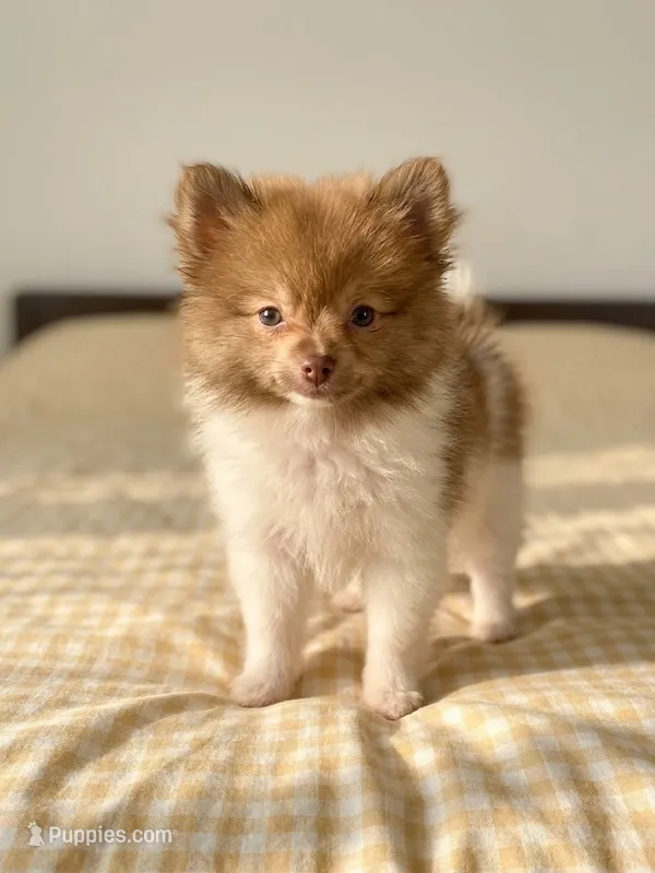 Sneakers – Pomeranian puppy for sale in Santa Clarita, CA