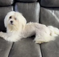 Rex, a male Maltese for sale in Los Angeles, CA – 2 of 3