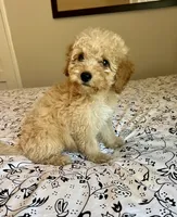 Prince , a male Poodle - Miniature  and Miniature Aussiedoodle for sale in Los Angeles, CA – 2 of 2