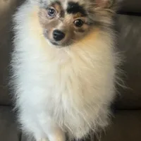 Onyx, a male Pomeranian for sale in Los Angeles, CA – Photo 2 of 2