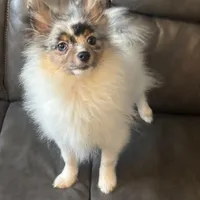 Onyx, a male Pomeranian for sale in Los Angeles, CA – Photo 1 of 2