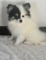 Cheyanne, a female Pomeranian for sale in Los Angeles, CA – Photo 1 of 2