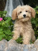 Mandy, a female Miniature Goldendoodle for sale in Los Angeles, CA – Photo 2 of 3