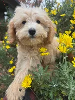 Mandy, a female Miniature Goldendoodle for sale in Los Angeles, CA – Photo 1 of 3