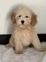 Mandy, a female Miniature Goldendoodle for sale in Los Angeles, CA – Photo 3 of 3