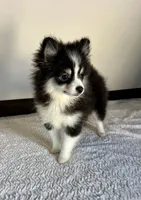 Ash, a female Pomeranian for sale in Los Angeles, CA – Photo 4 of 5