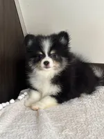 Ash, a female Pomeranian for sale in Los Angeles, CA – Photo 1 of 5