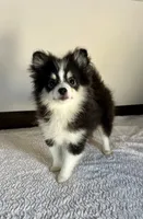 Ash, a female Pomeranian for sale in Los Angeles, CA – Photo 5 of 5