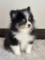 Ash, a female Pomeranian for sale in Los Angeles, CA – Photo 2 of 5