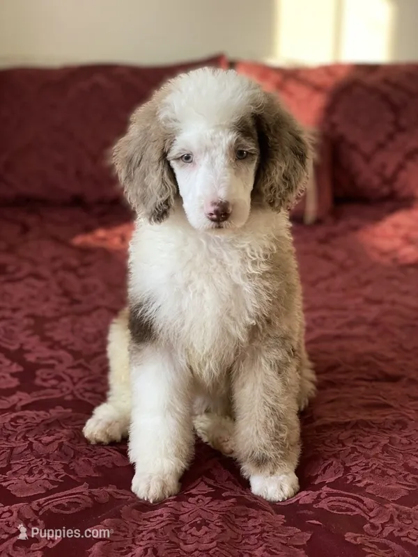 Mowali – Poodle - Miniature  puppy for sale in Santa Clarita, CA