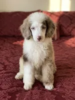 Mowali, a male Poodle - Miniature  for sale in Santa Clarita, CA – 1 of 1