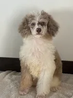 Natasha , a female Poodle - Miniature  for sale in Los Angeles, CA – 1 of 1