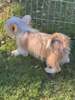 Comet, a male Yorkshire Terrier for sale in Los Angeles, CA – Photo 2 of 3