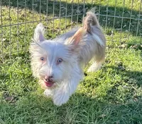Comet, a male Yorkshire Terrier for sale in Los Angeles, CA – Photo 1 of 3