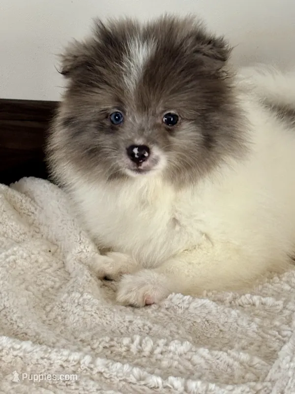 Mitch  – Pomeranian puppy for sale in Los Angeles, CA