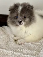 Mitch , a male Pomeranian for sale in Los Angeles, CA – 1 of 2