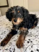 Bruno, a male Poodle - Miniature  and Miniature Aussiedoodle for sale in Los Angeles, CA – 2 of 2