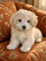 T-Bone, a male Maltipoo for sale in Santa Clarita, CA – 1 of 1