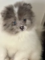 Mitch , a male Pomeranian for sale in Los Angeles, CA – 2 of 2