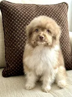 Stevie, a male Maltipoo for sale in Santa Clarita, CA – 1 of 1